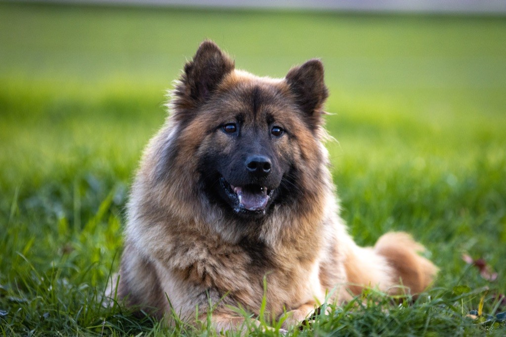 Les Eurasier de l'affixe Des Montagnes Argentées