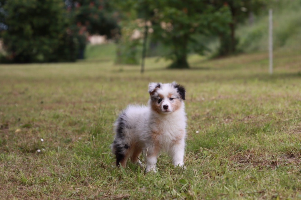 Des Montagnes Argentées - Chiot disponible  - Berger Australien