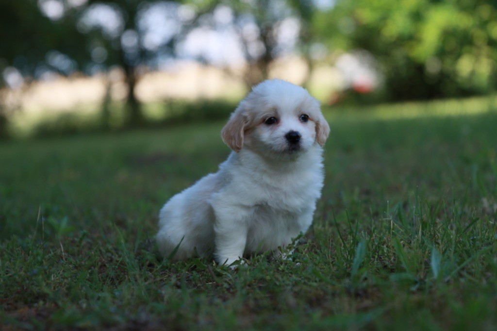 Des Montagnes Argentées - Chiot disponible  - Coton de Tulear