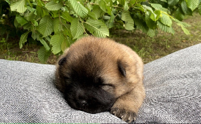 Des Montagnes Argentées - Eurasier - Portée née le 10/05/2024