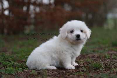 Des Montagnes Argentées - Coton de Tulear - Portée née le 20/12/2023