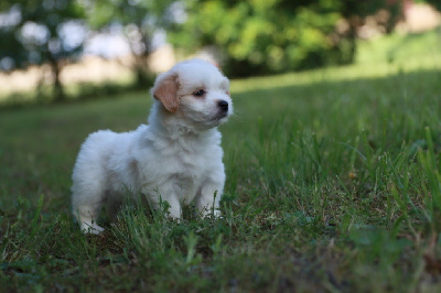 Des Montagnes Argentées - Coton de Tulear - Portée née le 02/04/2024