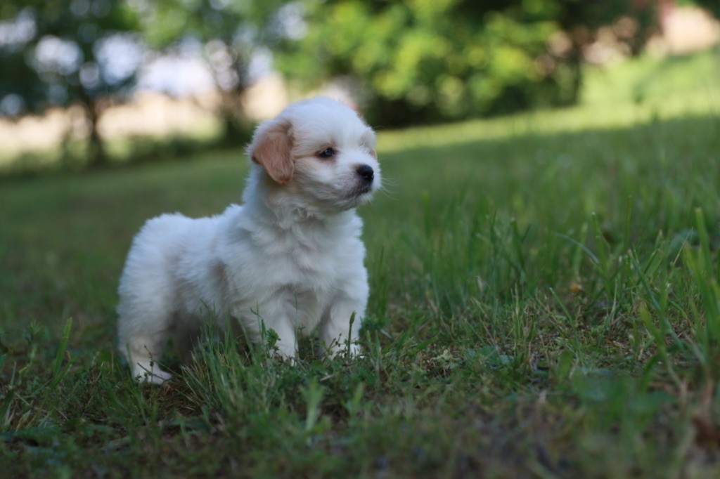 Des Montagnes Argentées - Chiot disponible  - Coton de Tulear