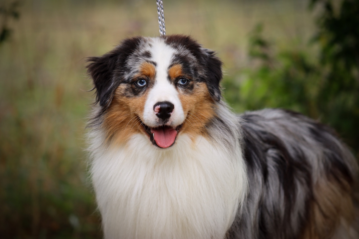 CH. Trails ends gimli Des Montagnes Argentées