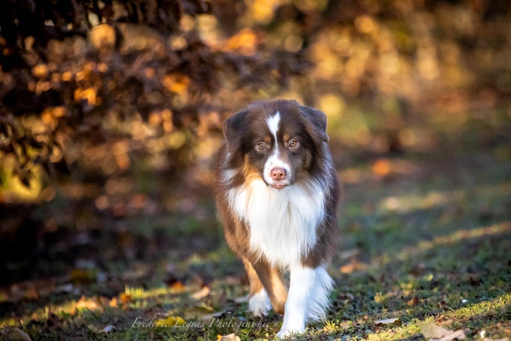 Silver dream mini's knowing me knowgy Des Montagnes Argentées
