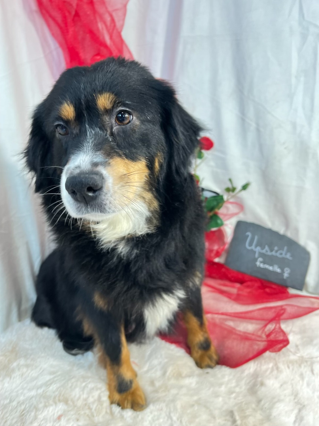 Upside down Du clos des duchesses