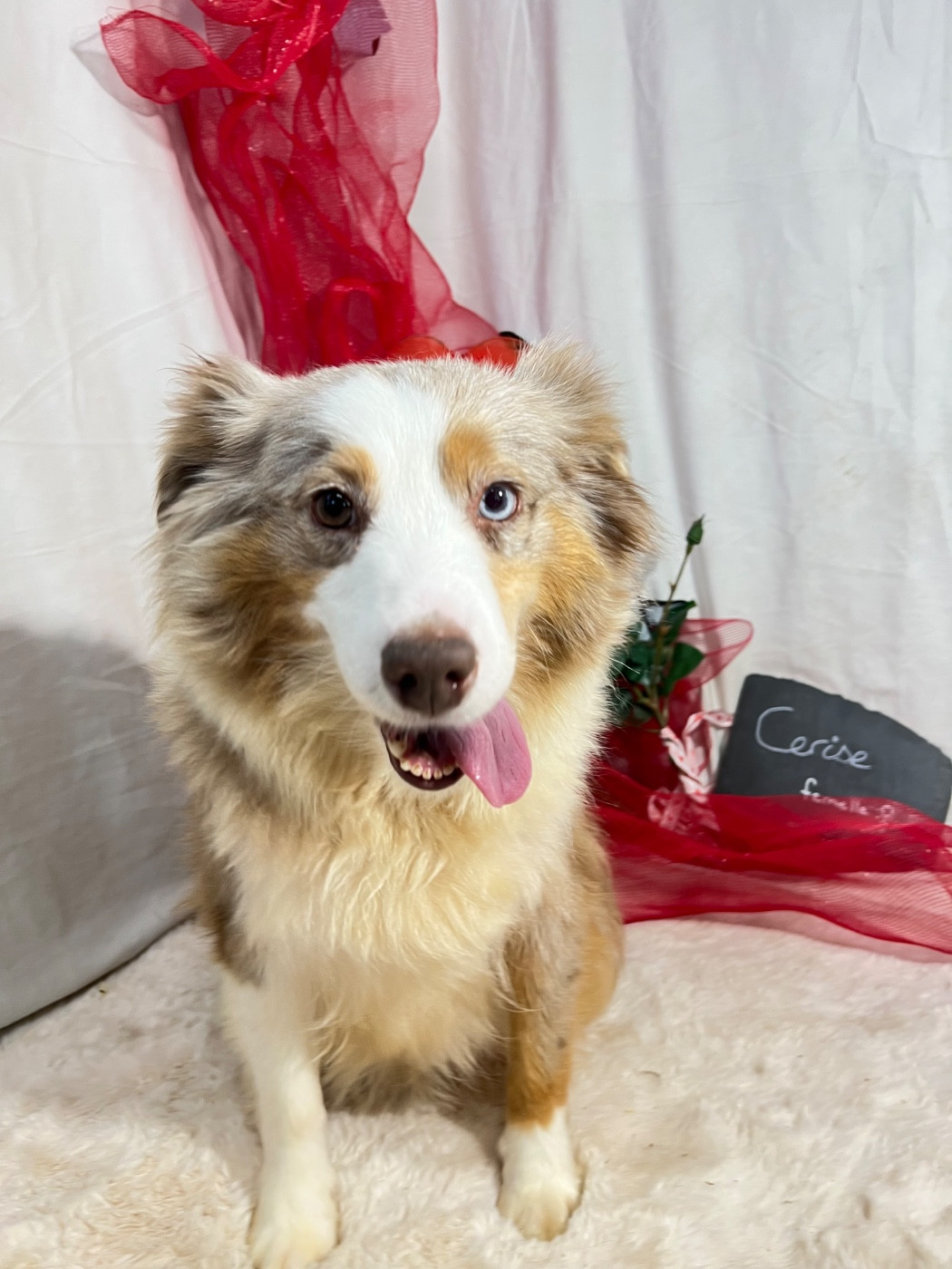 Rouge cerise d un mon chéri de la rivière des Aulnes