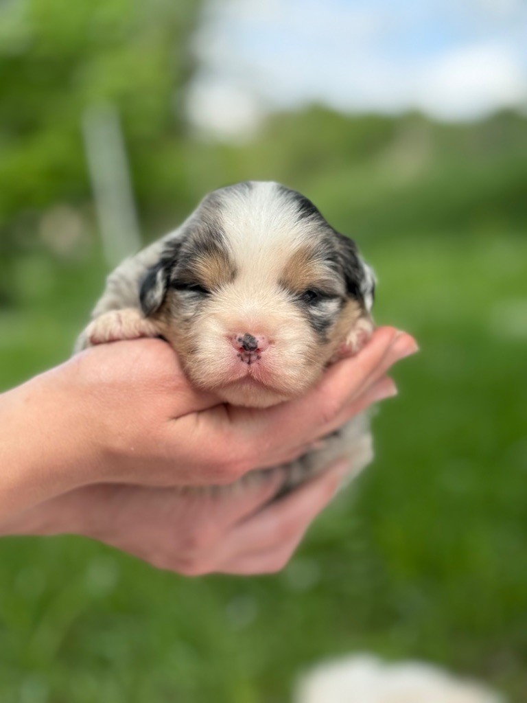 Des Montagnes Argentées - Chiots disponibles - Berger Américain Miniature 