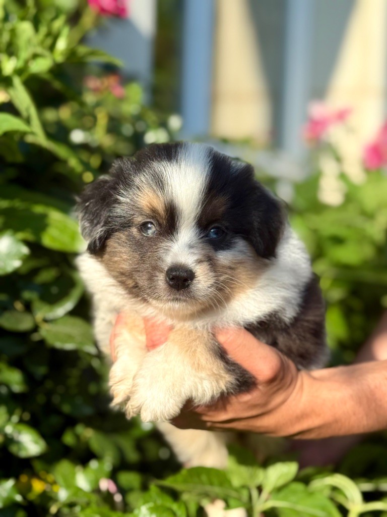 Des Montagnes Argentées - Chiots disponibles - Berger Américain Miniature 