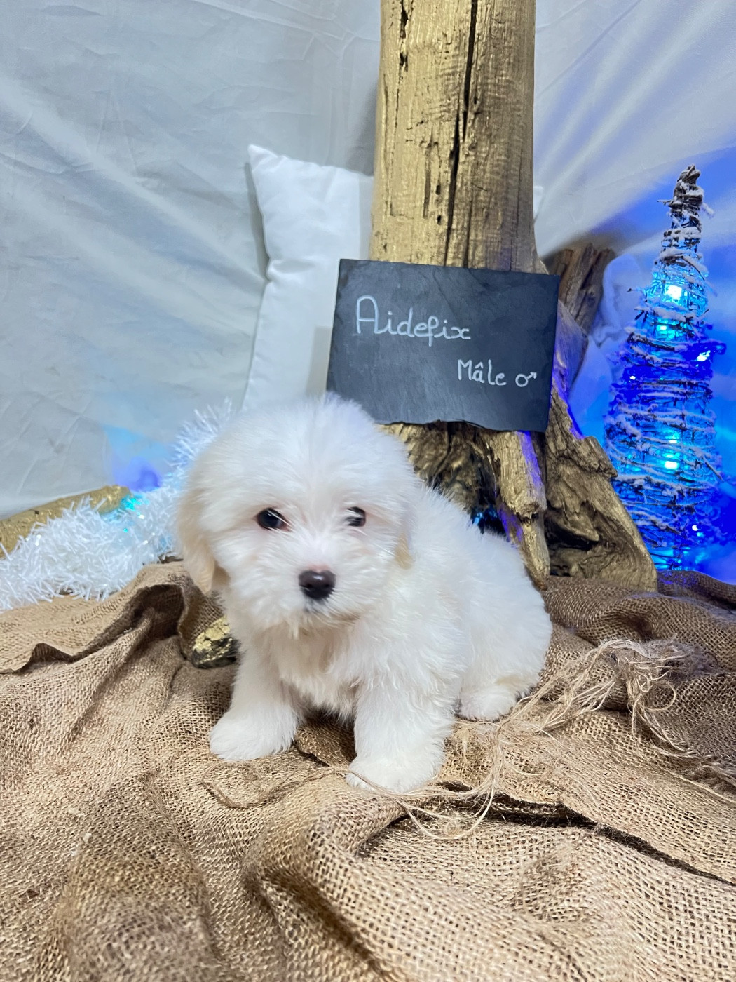 Des Montagnes Argentées - Chiots disponibles - Coton de Tulear