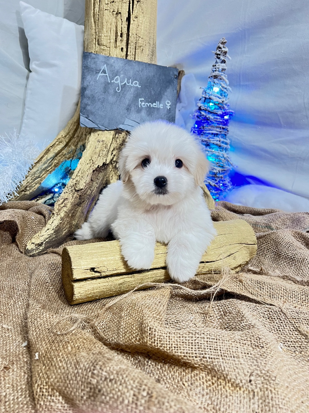 Des Montagnes Argentées - Chiots disponibles - Coton de Tulear