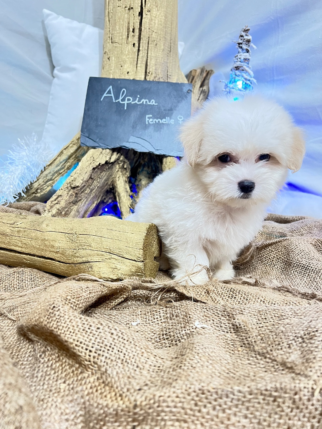 Des Montagnes Argentées - Chiots disponibles - Coton de Tulear