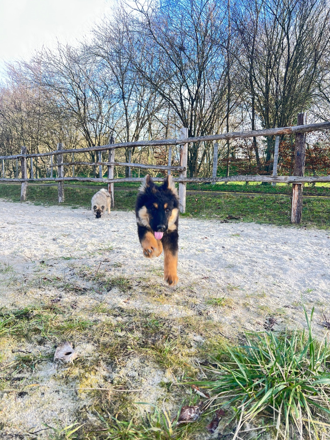 Des Montagnes Argentées - Chiots disponibles - Berger de boheme