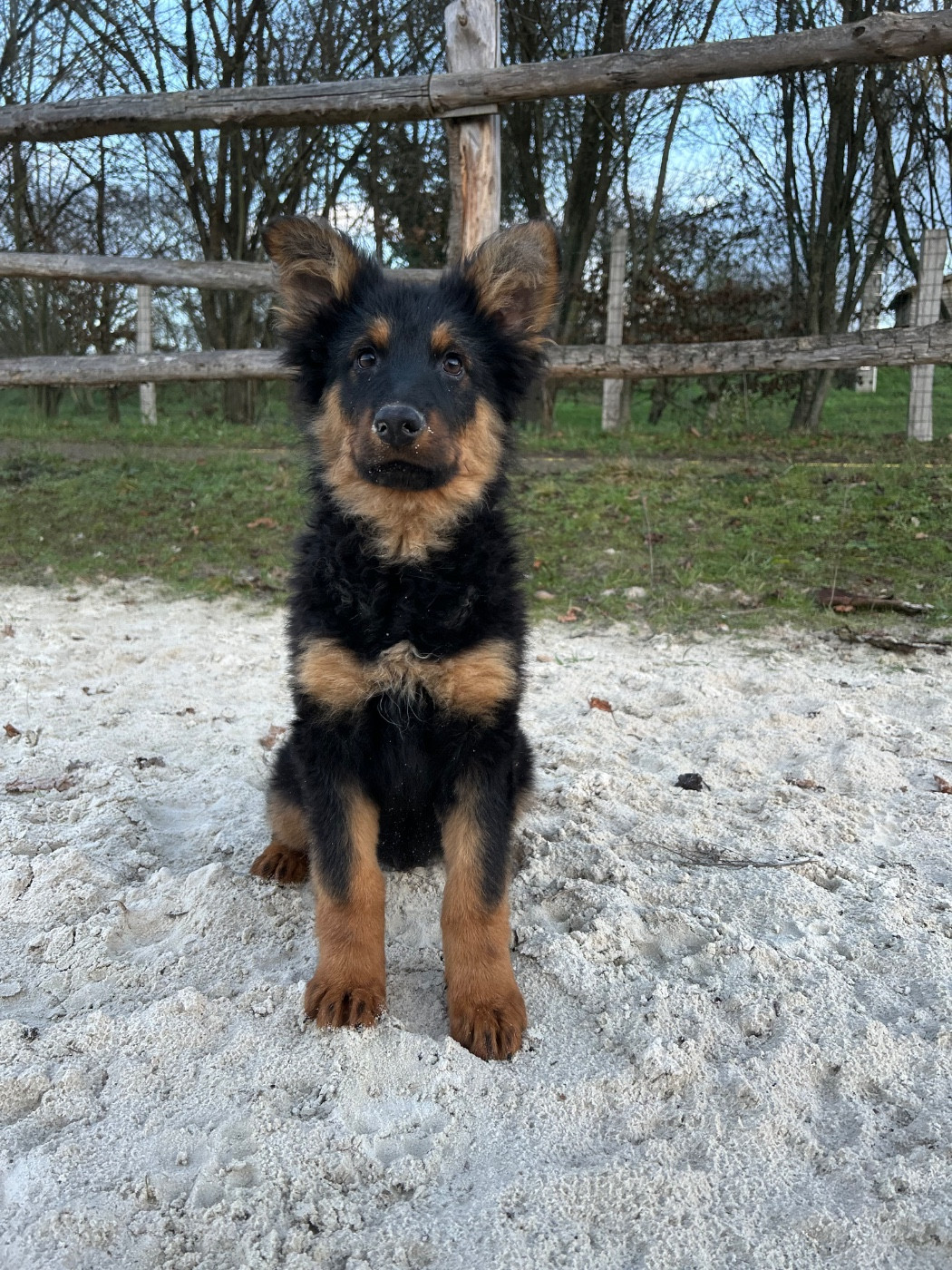 Des Montagnes Argentées - Chiots disponibles - Berger de boheme