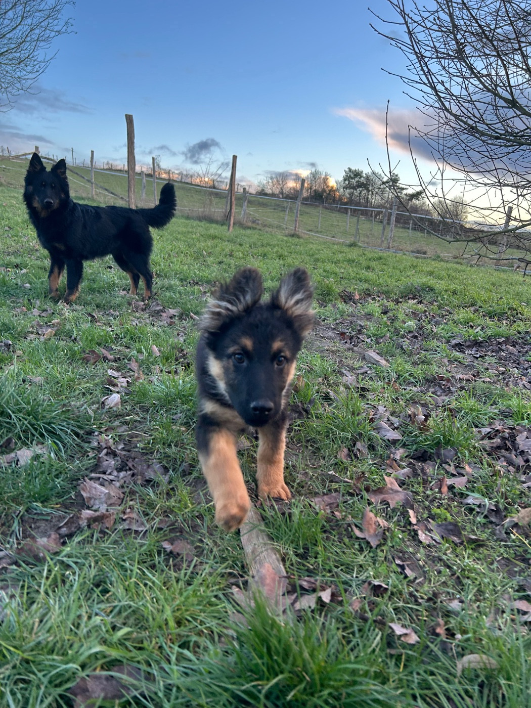 Des Montagnes Argentées - Chiots disponibles - Berger de boheme