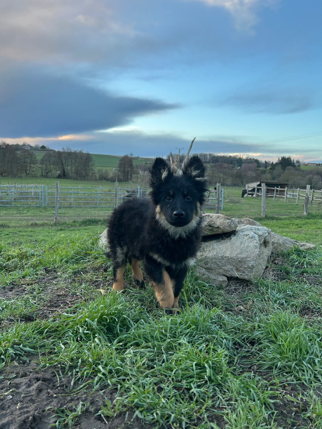 Des Montagnes Argentées - Chiots disponibles - Berger de boheme