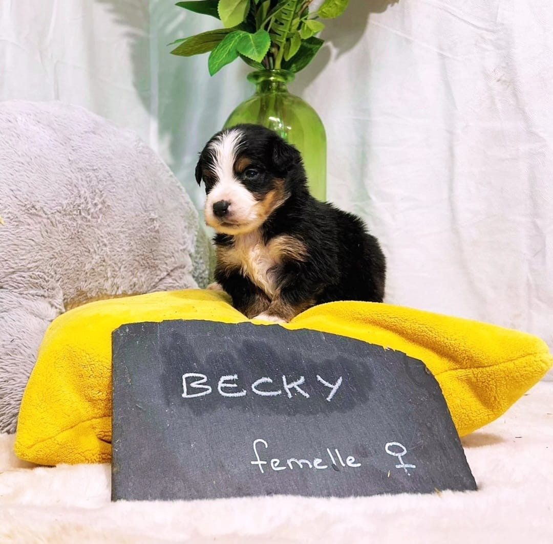 Des Montagnes Argentées - Chiots disponibles - Berger Américain Miniature 