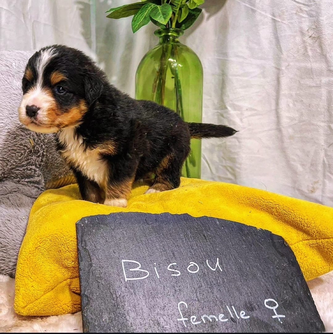 Des Montagnes Argentées - Chiots disponibles - Berger Américain Miniature 