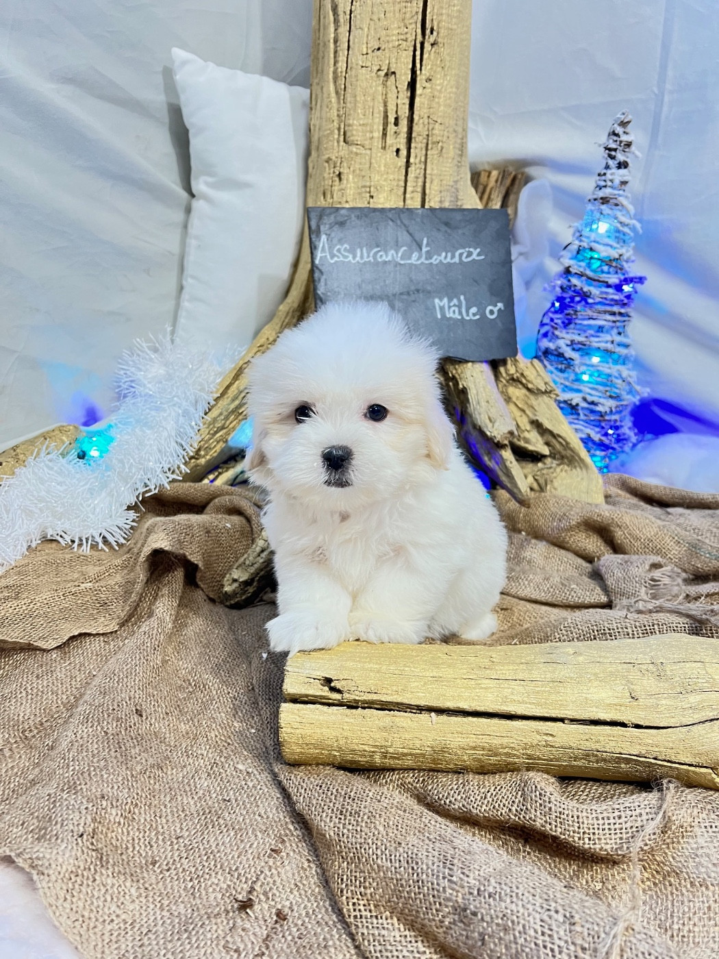 Des Montagnes Argentées - Coton de Tulear - Portée née le 04/11/2025