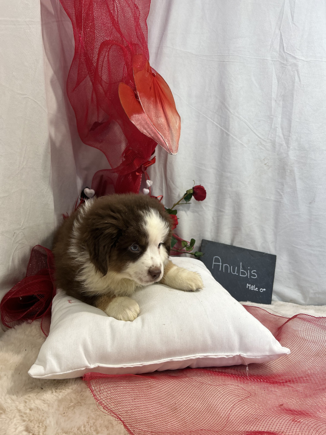 Des Montagnes Argentées - Berger Américain Miniature  - Portée née le 19/12/2025