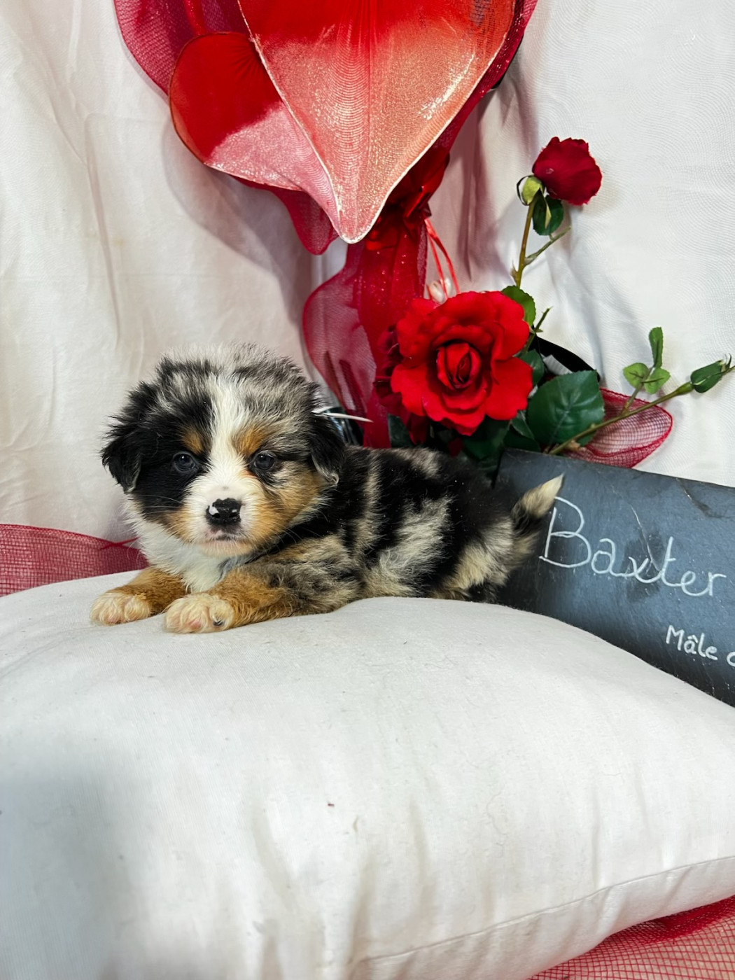 Des Montagnes Argentées - Chiots disponibles - Berger Américain Miniature 