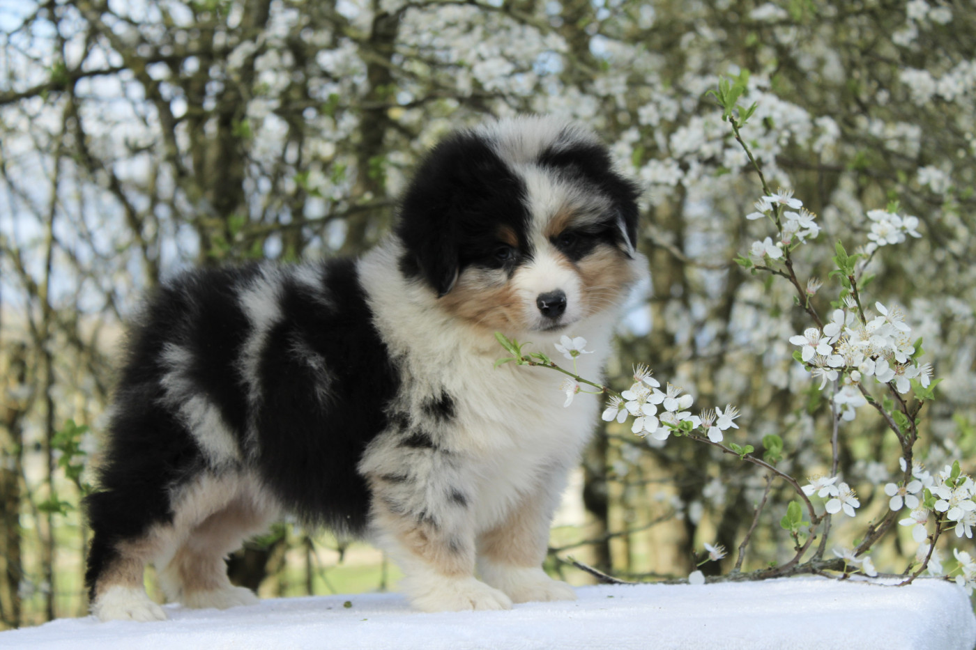 Des Montagnes Argentées - Chiots disponibles - Berger Américain Miniature 