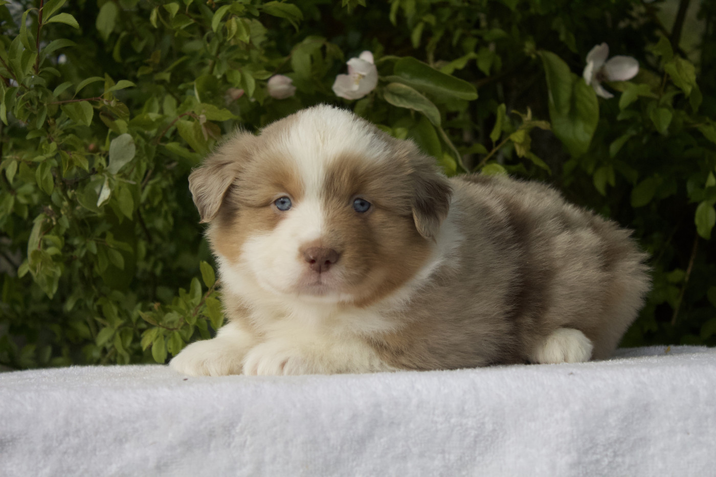 Des Montagnes Argentées - Chiots disponibles - Berger Américain Miniature 