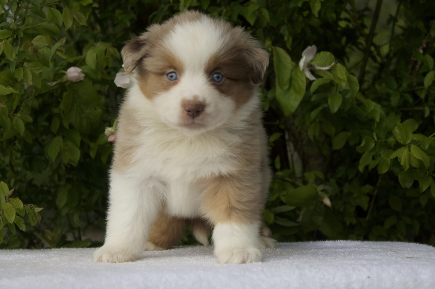 Des Montagnes Argentées - Chiots disponibles - Berger Américain Miniature 