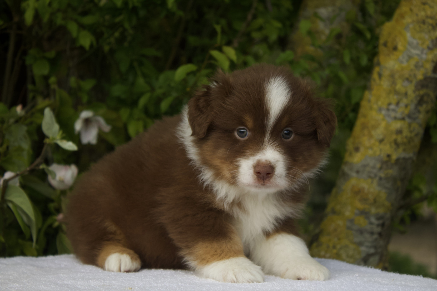 Des Montagnes Argentées - Chiots disponibles - Berger Américain Miniature 
