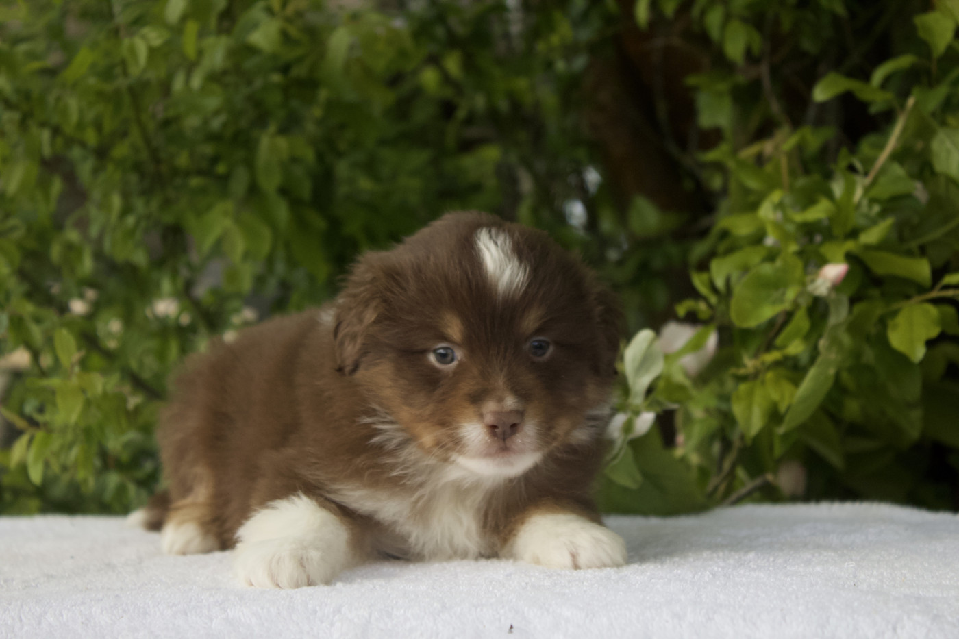 Des Montagnes Argentées - Chiots disponibles - Berger Américain Miniature 