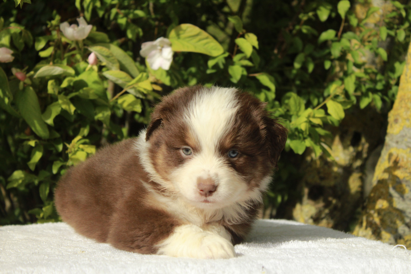 Des Montagnes Argentées - Chiots disponibles - Berger Américain Miniature 