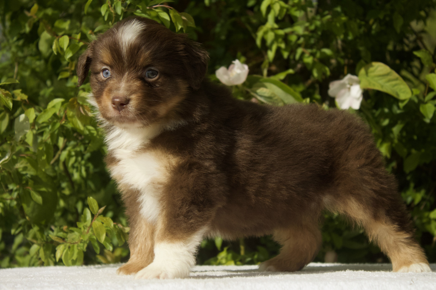 Des Montagnes Argentées - Chiots disponibles - Berger Américain Miniature 