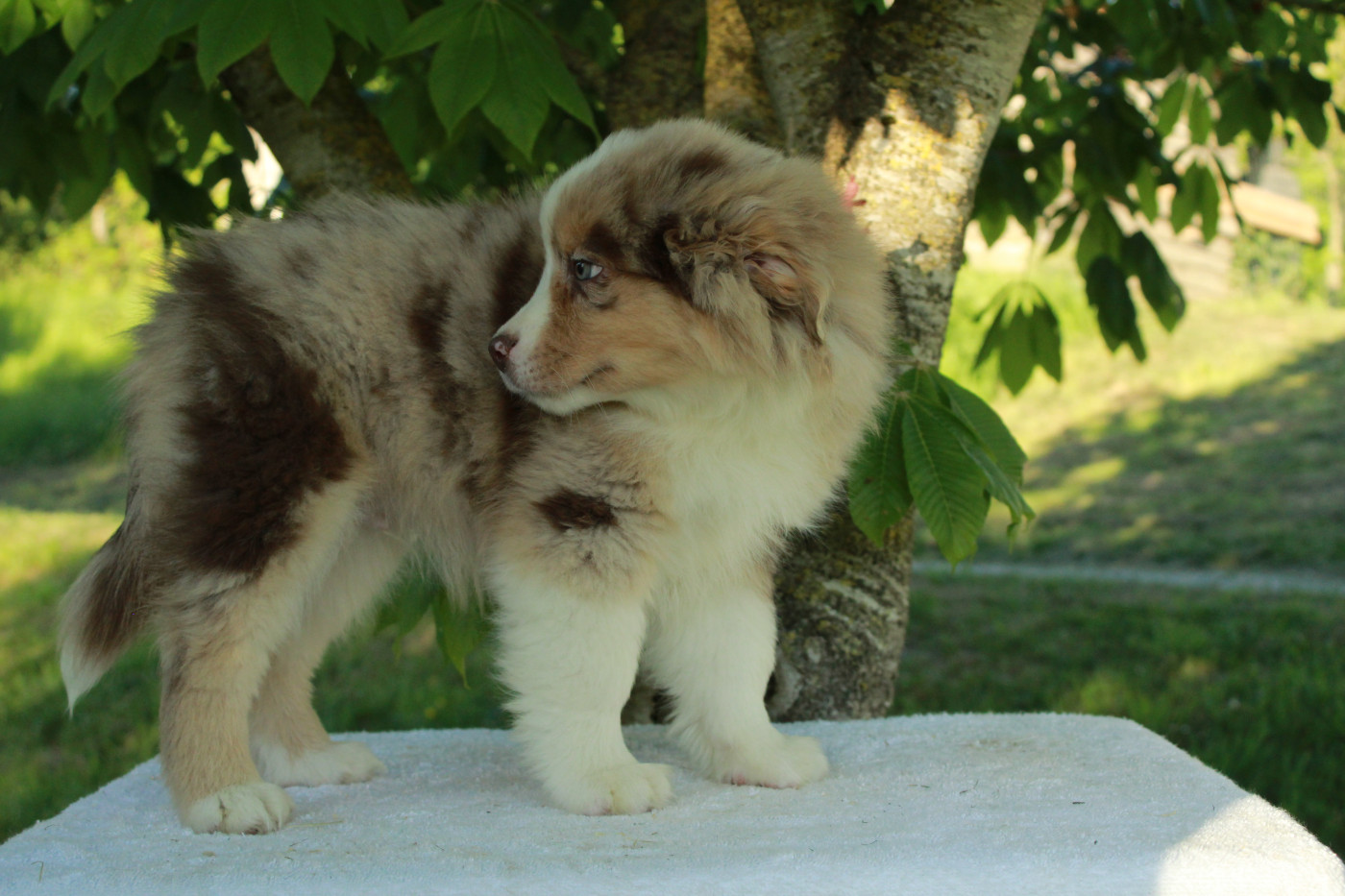 Des Montagnes Argentées - Chiots disponibles - Berger Américain Miniature 