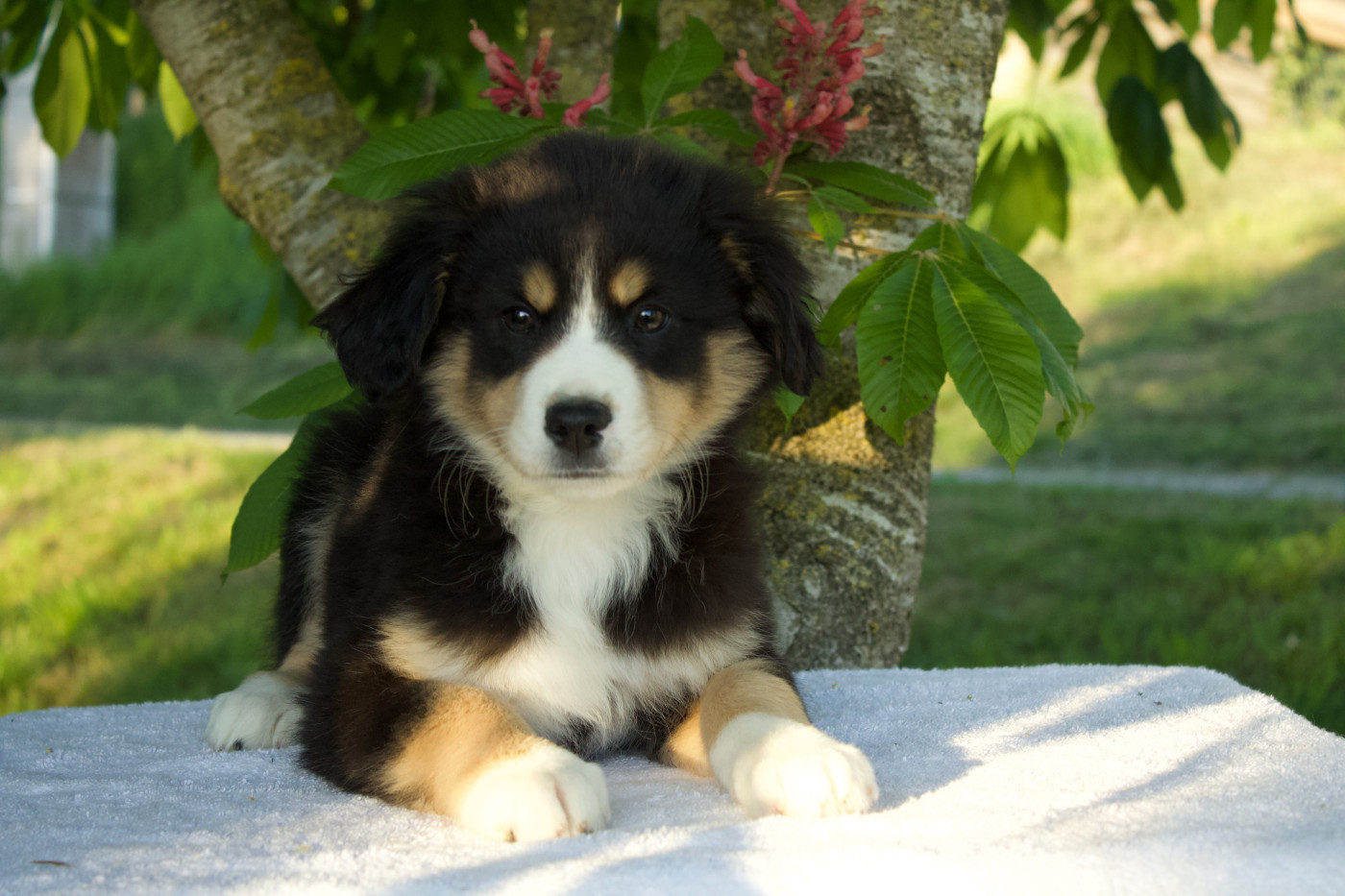 Des Montagnes Argentées - Chiots disponibles - Berger Américain Miniature 