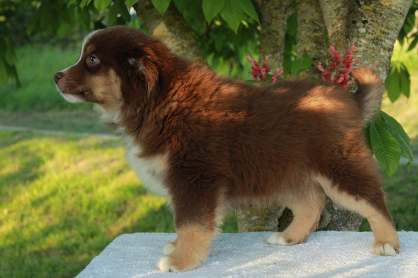 Des Montagnes Argentées - Chiots disponibles - Berger Américain Miniature 