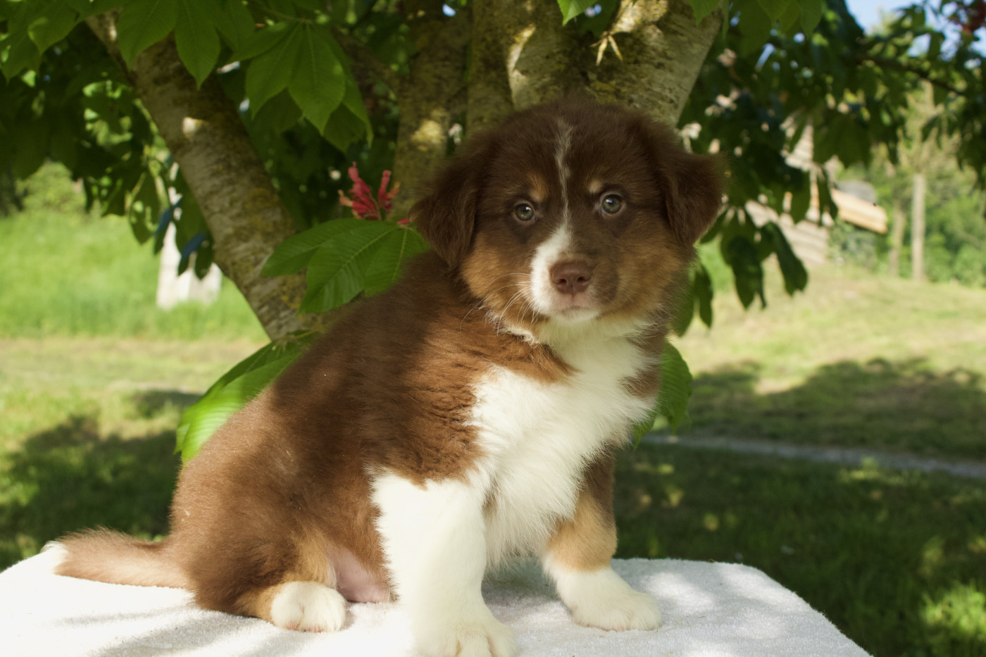 Des Montagnes Argentées - Chiots disponibles - Berger Américain Miniature 