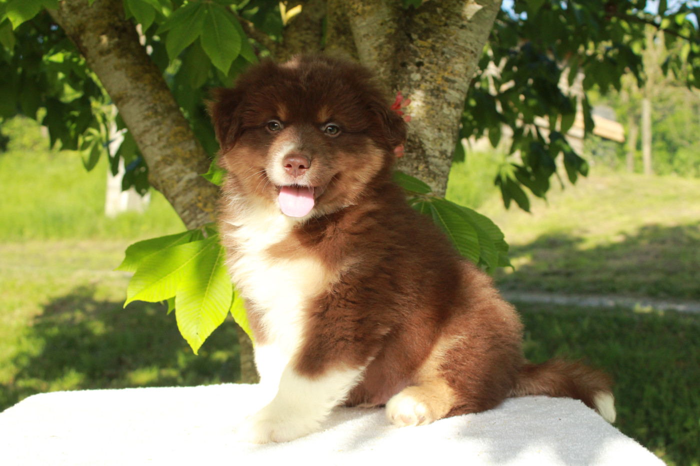 Des Montagnes Argentées - Chiots disponibles - Berger Américain Miniature 