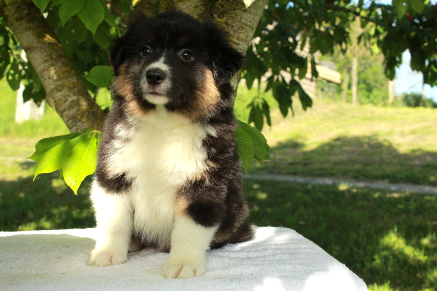 Des Montagnes Argentées - Chiots disponibles - Berger Américain Miniature 