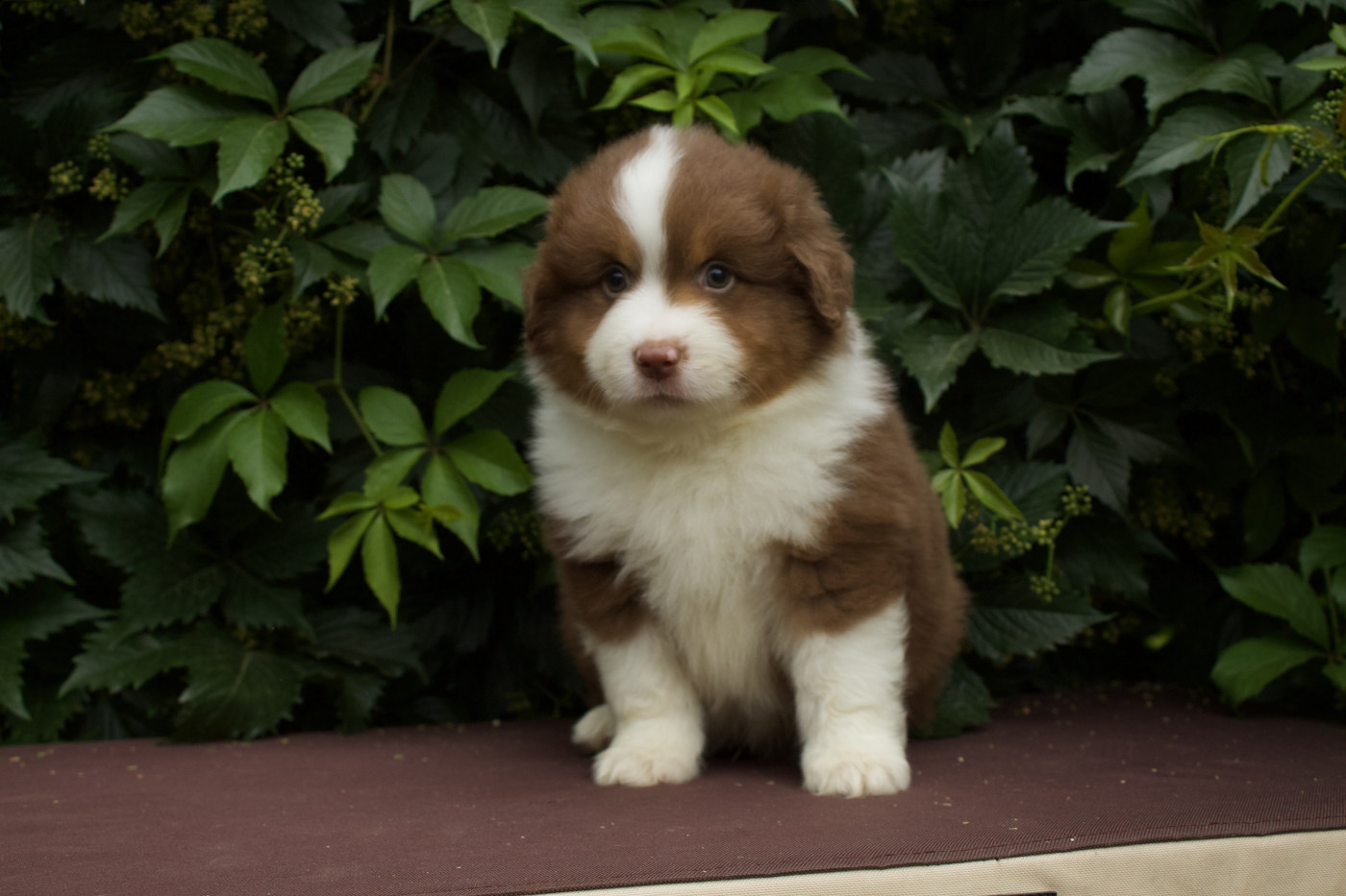 Des Montagnes Argentées - Chiots disponibles - Berger Américain Miniature 