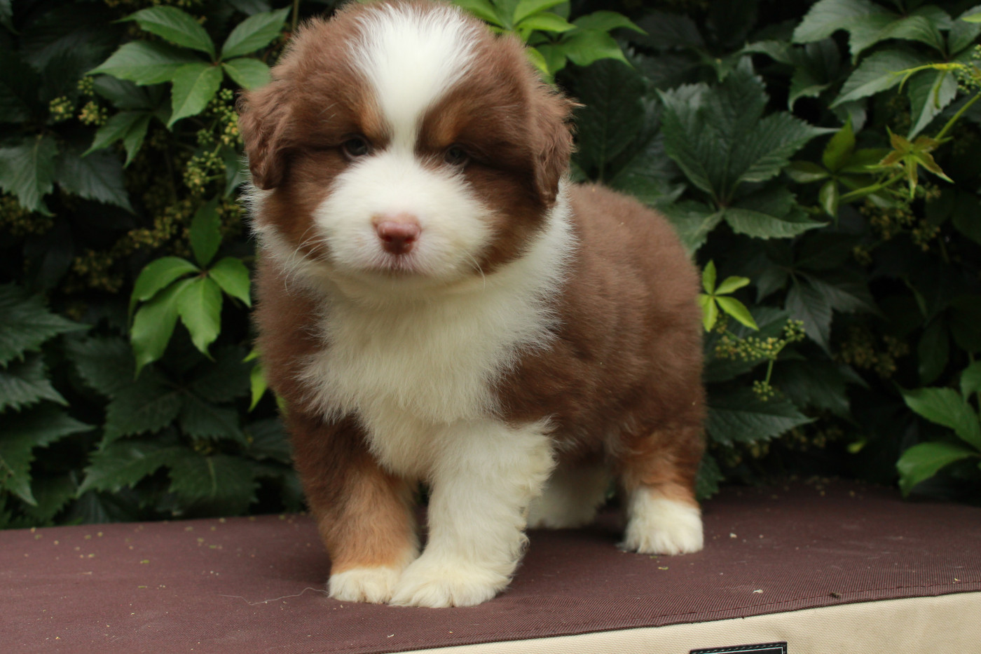 Des Montagnes Argentées - Chiots disponibles - Berger Américain Miniature 