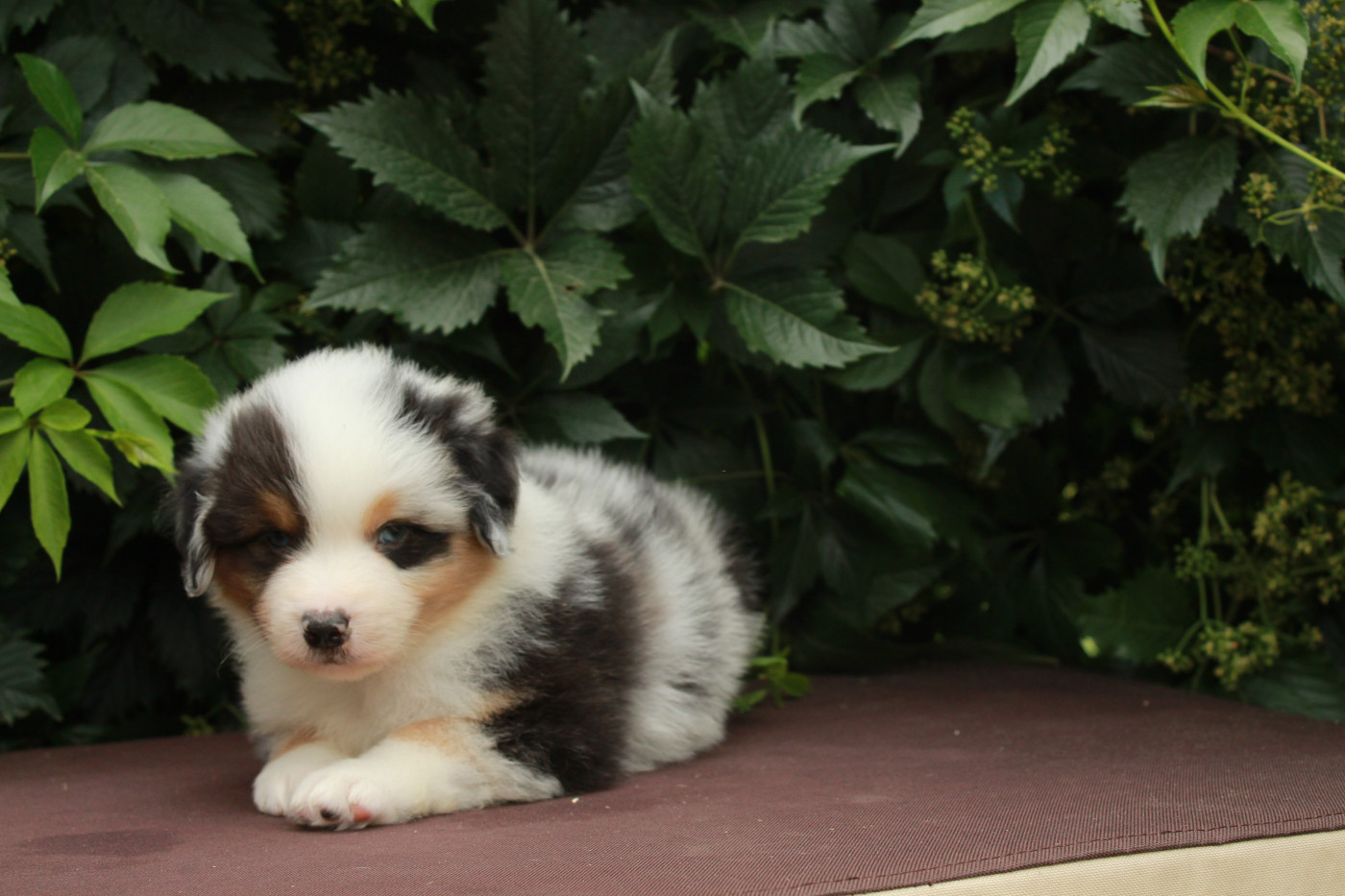 Des Montagnes Argentées - Chiots disponibles - Berger Américain Miniature 