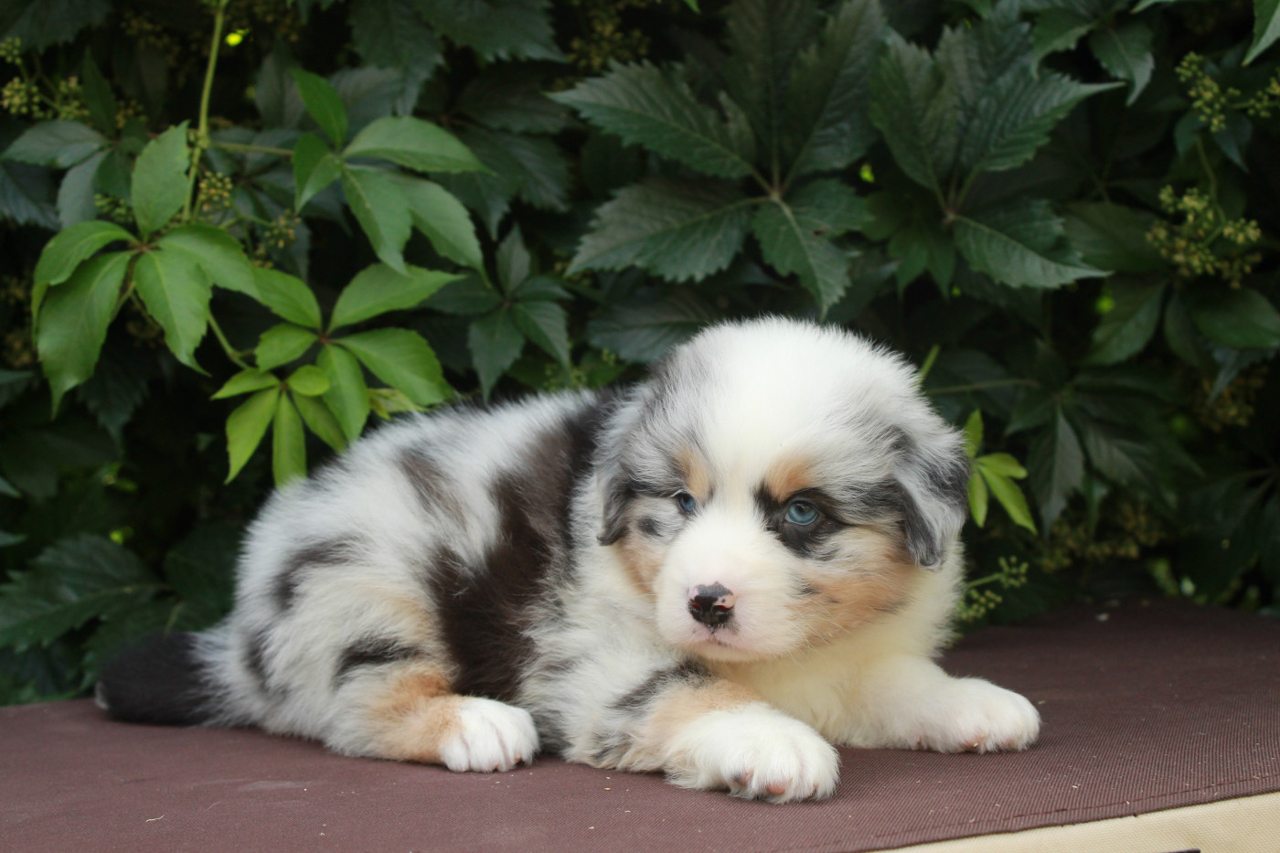 Des Montagnes Argentées - Chiots disponibles - Berger Américain Miniature 