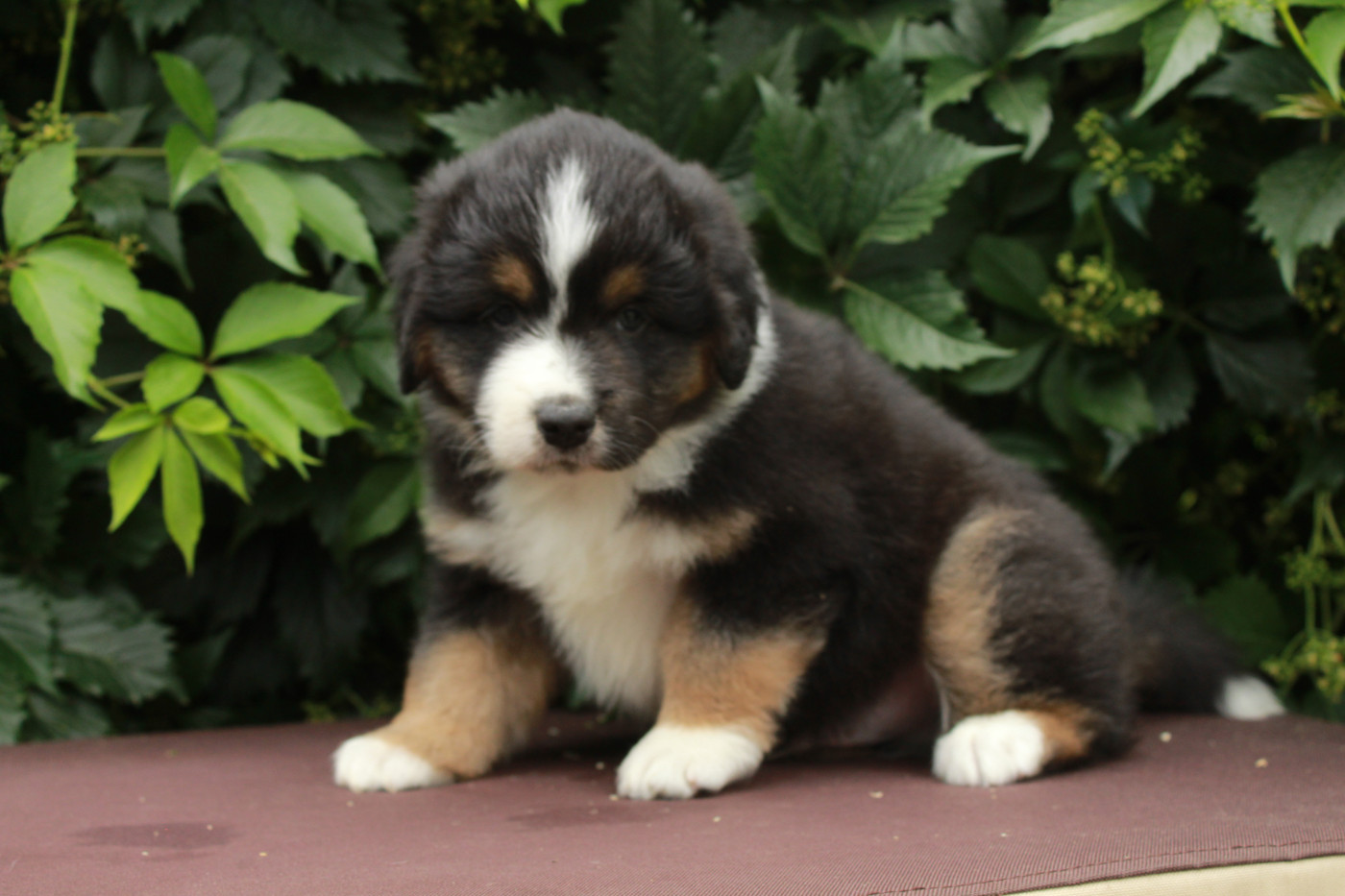 Des Montagnes Argentées - Chiots disponibles - Berger Américain Miniature 