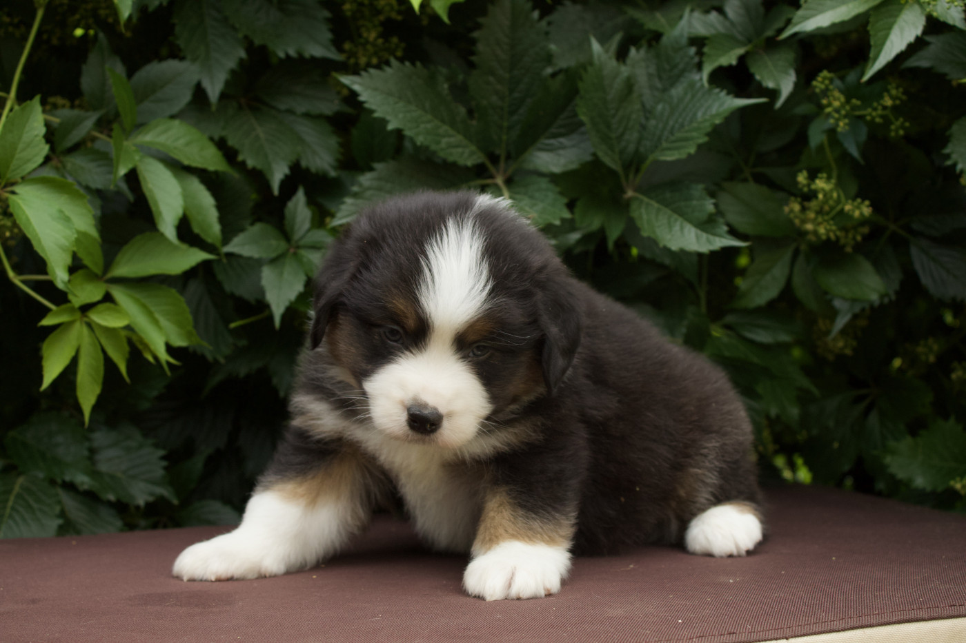 Des Montagnes Argentées - Chiots disponibles - Berger Américain Miniature 