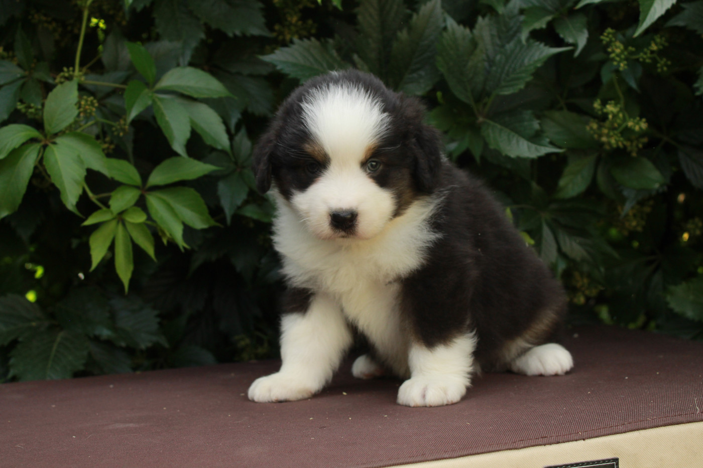 Des Montagnes Argentées - Chiots disponibles - Berger Américain Miniature 