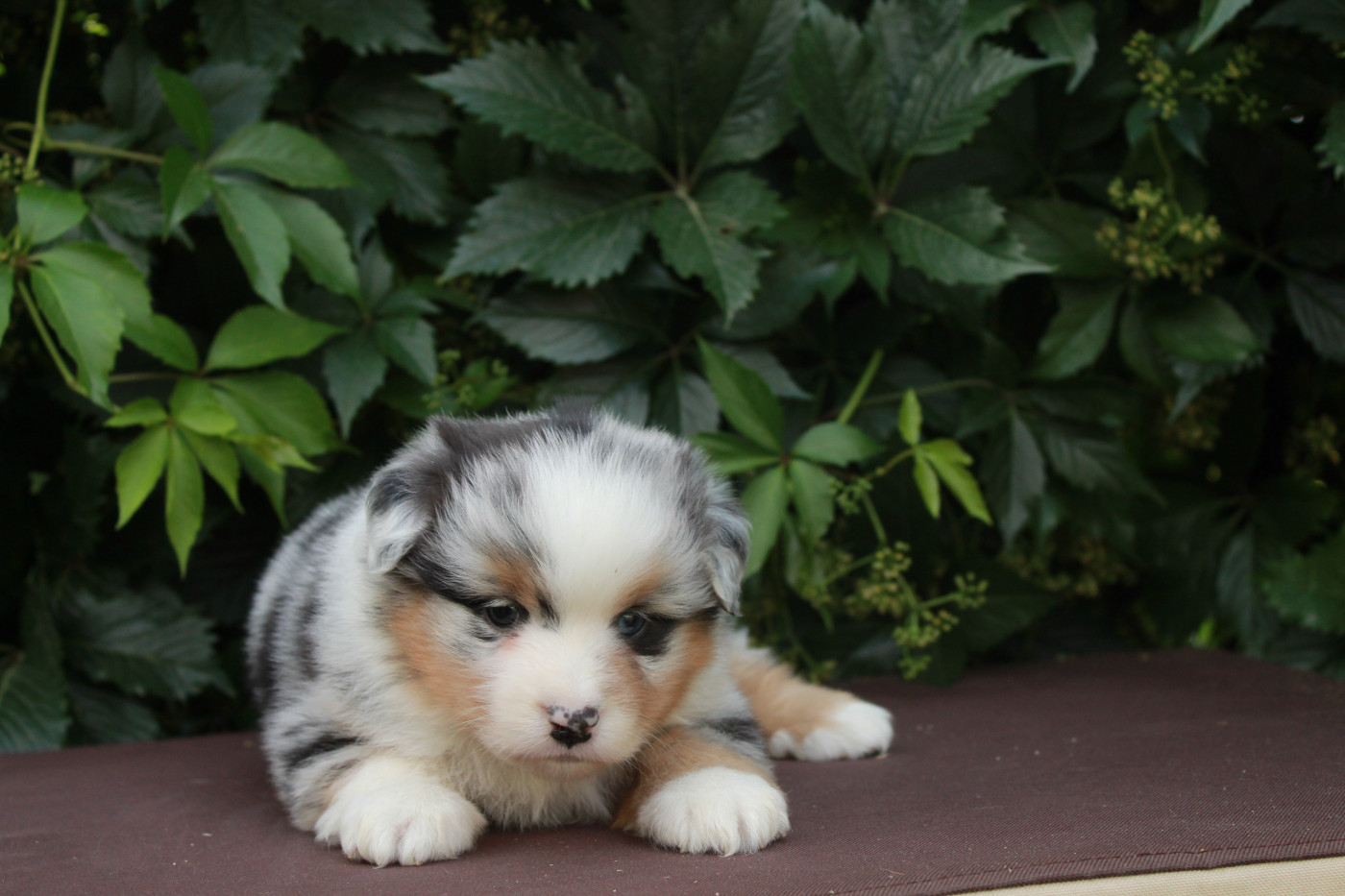 Des Montagnes Argentées - Chiots disponibles - Berger Américain Miniature 