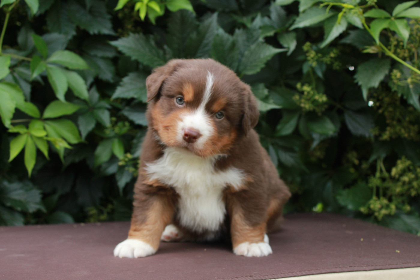Des Montagnes Argentées - Chiots disponibles - Berger Américain Miniature 