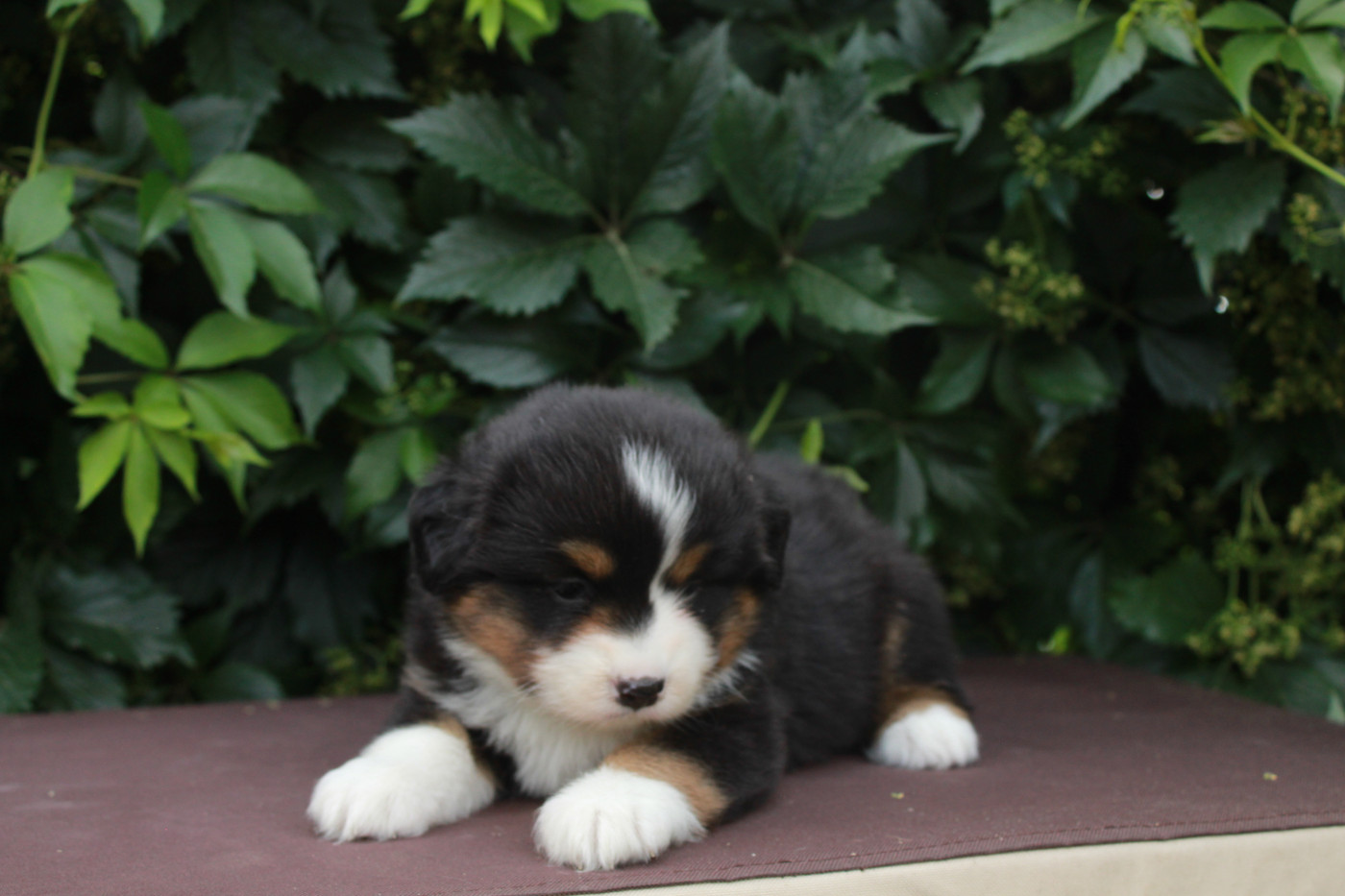 Des Montagnes Argentées - Chiots disponibles - Berger Américain Miniature 