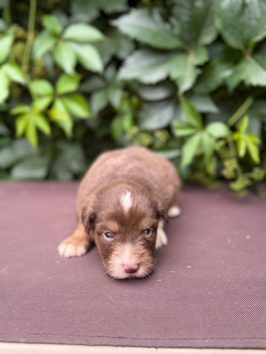 Des Montagnes Argentées - Chiots disponibles - Berger Américain Miniature 