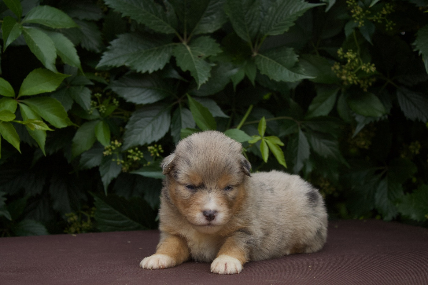 Des Montagnes Argentées - Chiots disponibles - Berger Américain Miniature 